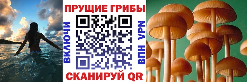 Псилоцибиновые грибы Psilocybe  omg ссылка  Можга 